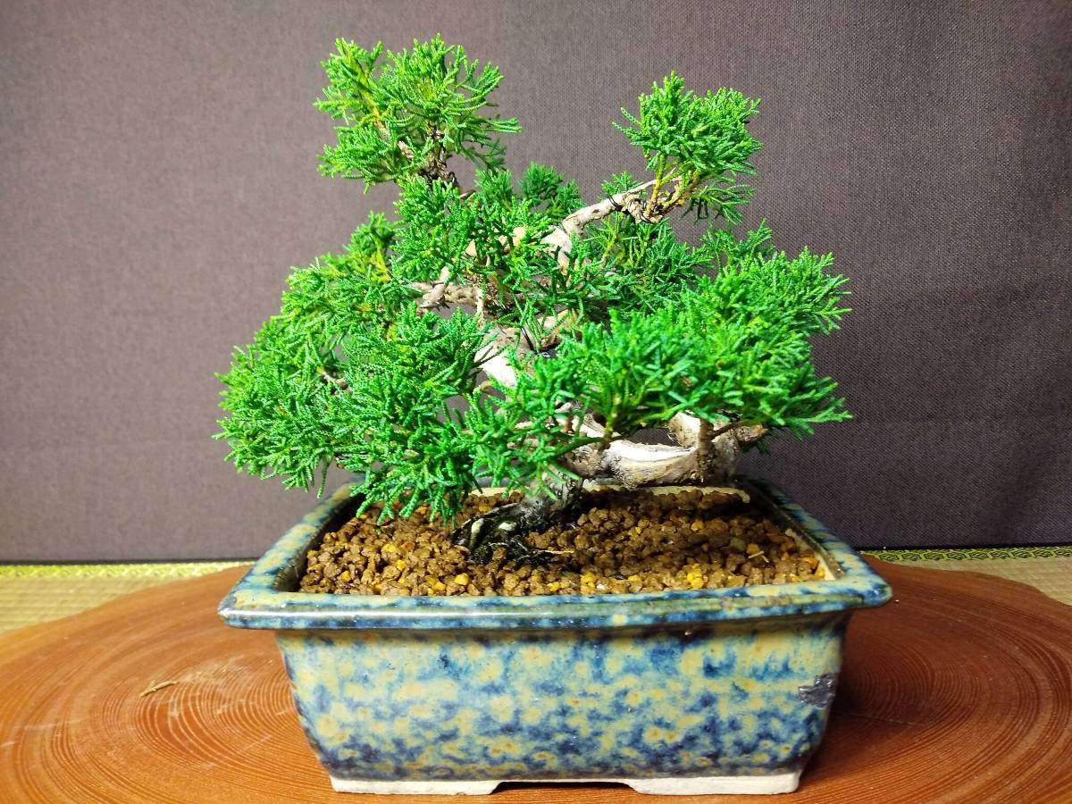真柏 小品盆栽 樹高18cm 【公式通販】