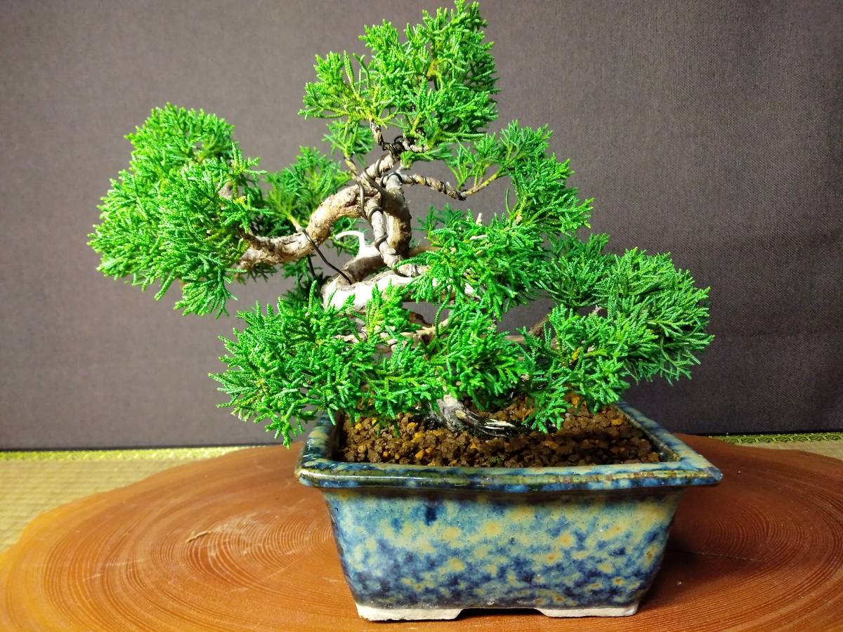 真柏 小品盆栽 樹高18cm 【公式通販】