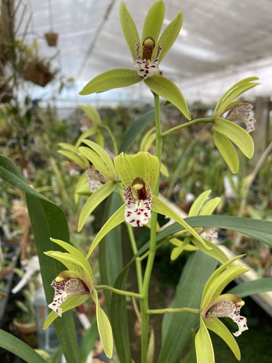 洋蘭原種 Cym.tigrinum，green x self
