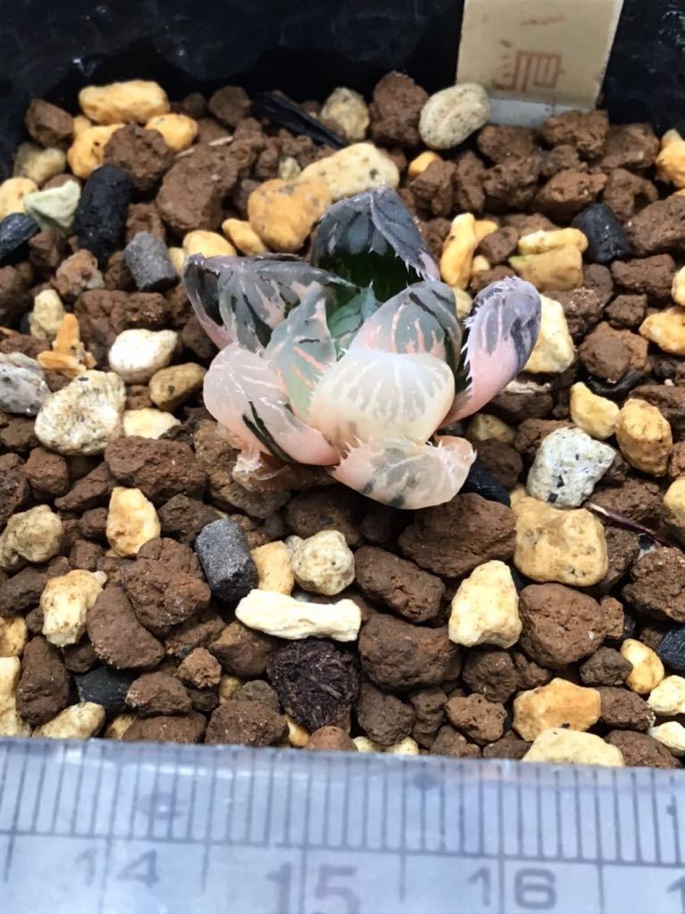 多肉植物 ハオルチア H. 赤い鳥 ハオルチア 赤い鳥 多肉植物 育てる