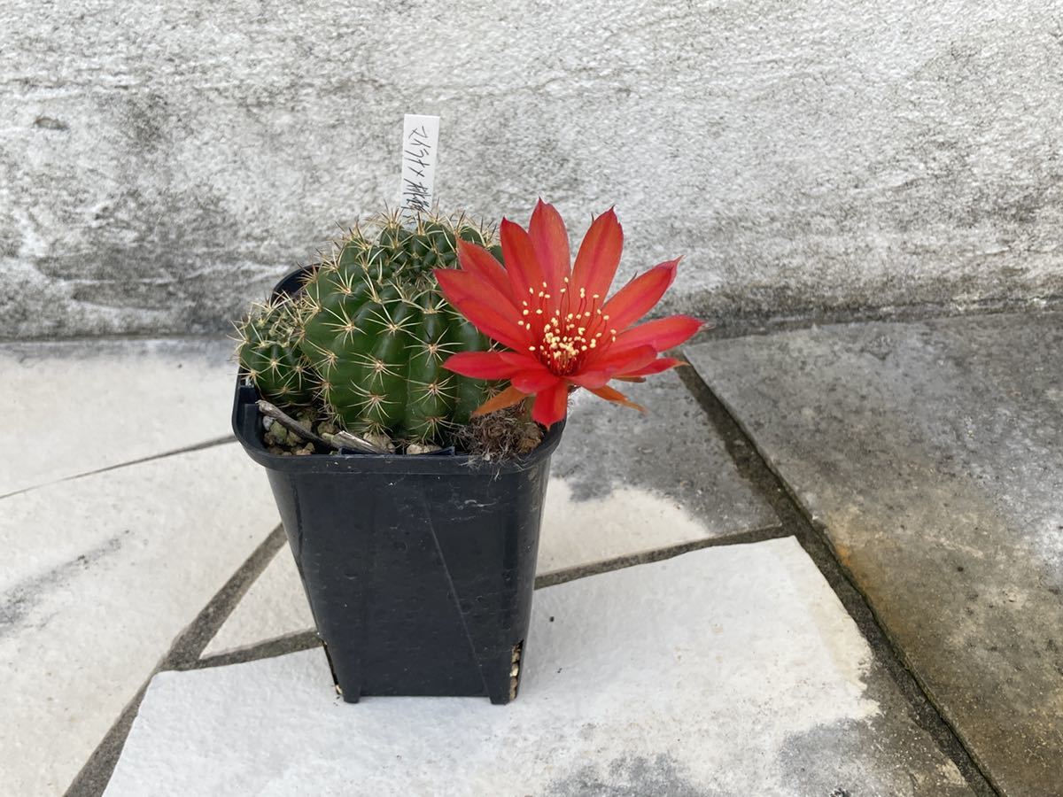 サボテン多肉植物 花サボテン 桃鮮丸錦 訳ありロビビア 桃鮮丸錦
