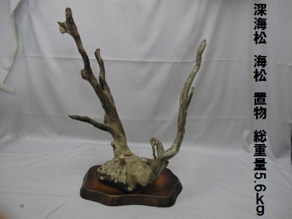 深海松 海松 置物（638）総重量5.6kg 最大全長53cm 天然 オブジェ 