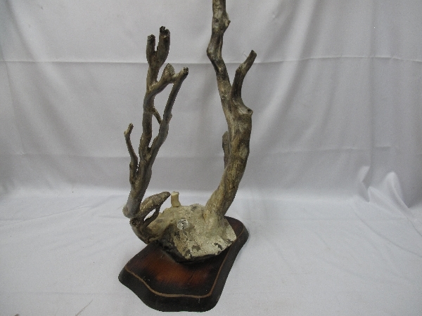 深海松 海松 置物（638）総重量5.6kg 最大全長53cm 天然 オブジェ 