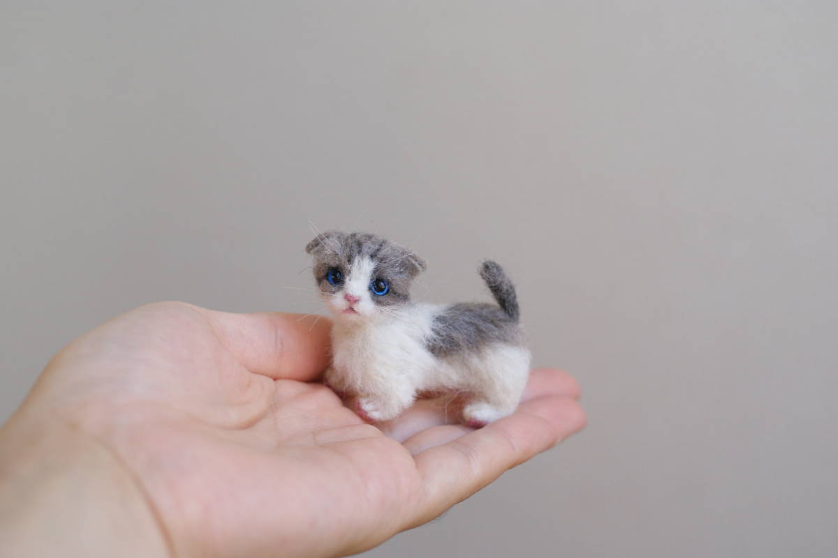 羊毛フェルト 小さなスコティッシュマンチカン子猫 ドールハウス ハンドメイド ブライス 人形 羊毛フェルト 売買されたオークション情報 Yahooの商品情報をアーカイブ公開 オークファン Aucfan Com