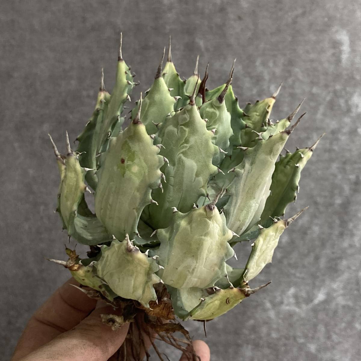 観葉植物 アガベ チタノタ 悪魔 メリクロン株 スーパーチタノタ BAKEMONO