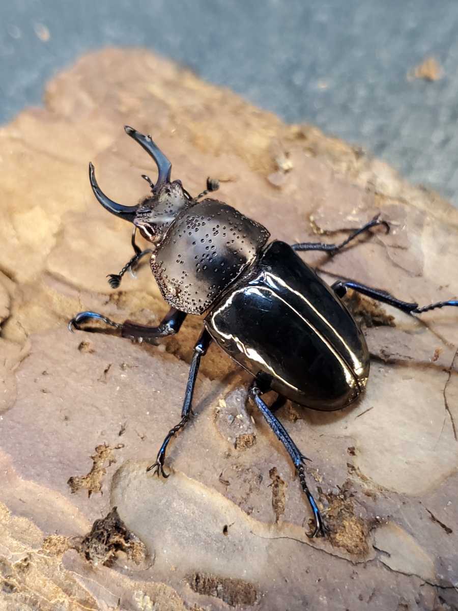 【J-KUWA】ドウイロクワガタ ペア ドウイロ 産卵させよう ドウイロクワガタ♪