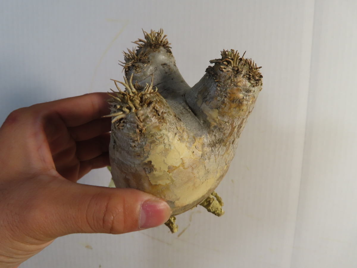 Pachypodium パキポディウム | 現地球 enigmaticumパキポディウム 