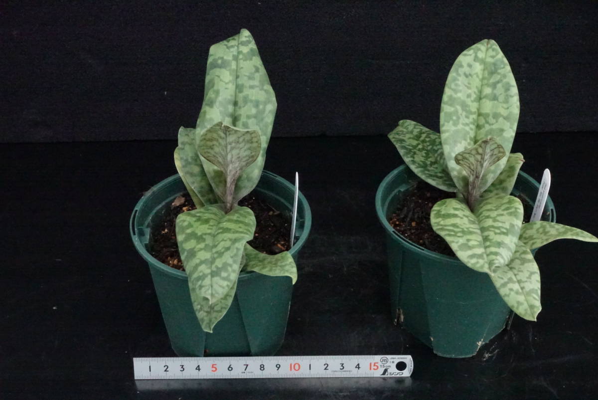 未開花2株セット Paph wardii 原種 パフィオ 洋蘭 