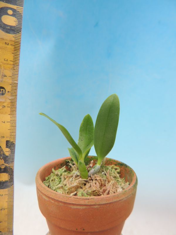 T♪洋蘭 Cattleya pumila x sib. (`S.W.Maria'x select ) カトレア　　　洋ラン
