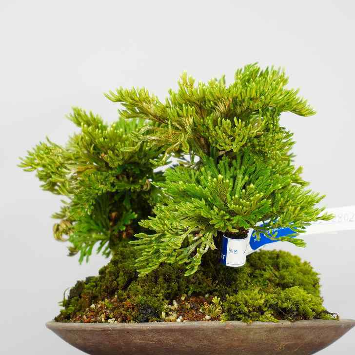 岩檜葉 いわひば Selaginella tamariscina イワヒバ シダ植物 イワヒバ 