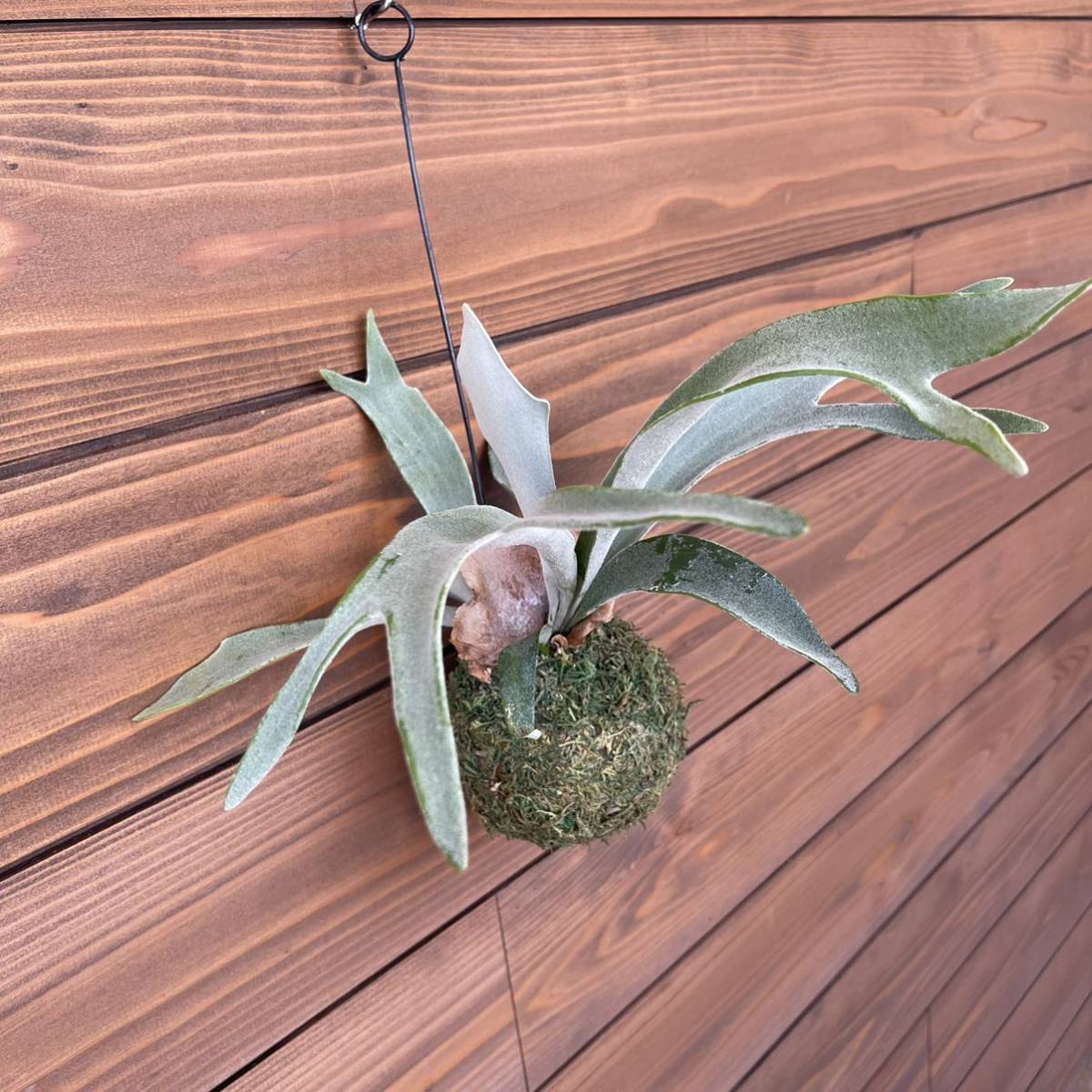 セール中!!希少!!③ビカクシダ◎コウモリラン◎苔玉◎ビーチー◎観葉植物