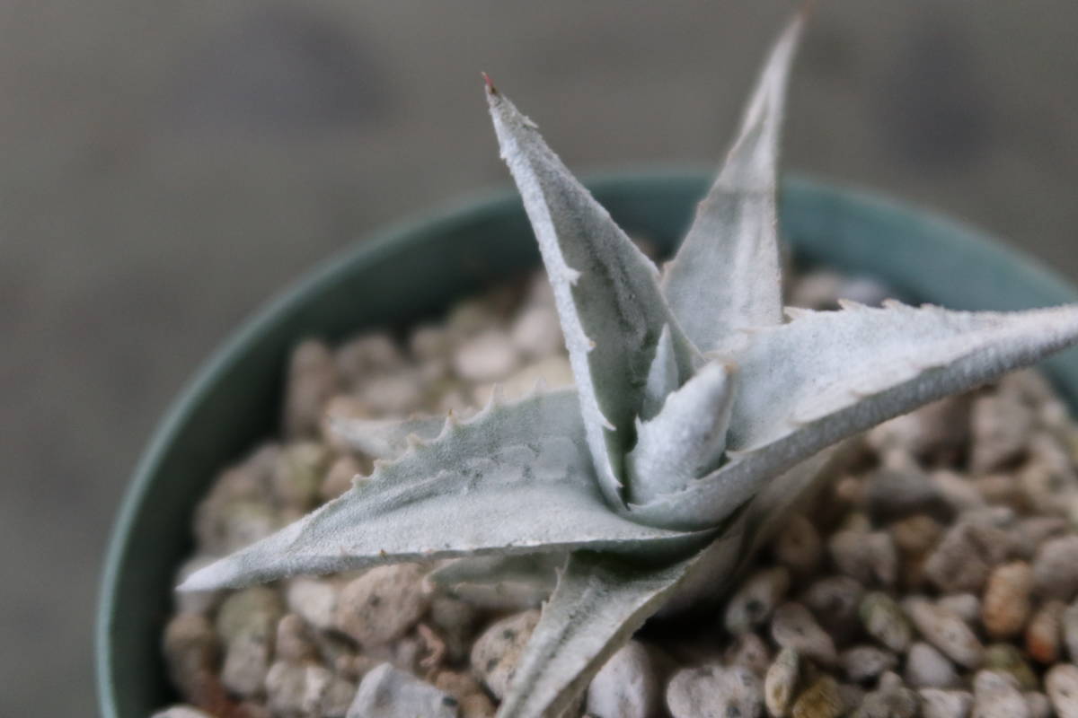 エンコリリウム Encholirium pedicellatum 画像9は参考で親株 【公式