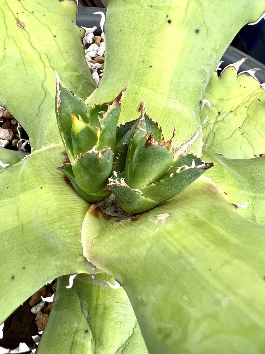 1□Agave Titanota □イラン産□アガベ チタノタ□ノーネーム□