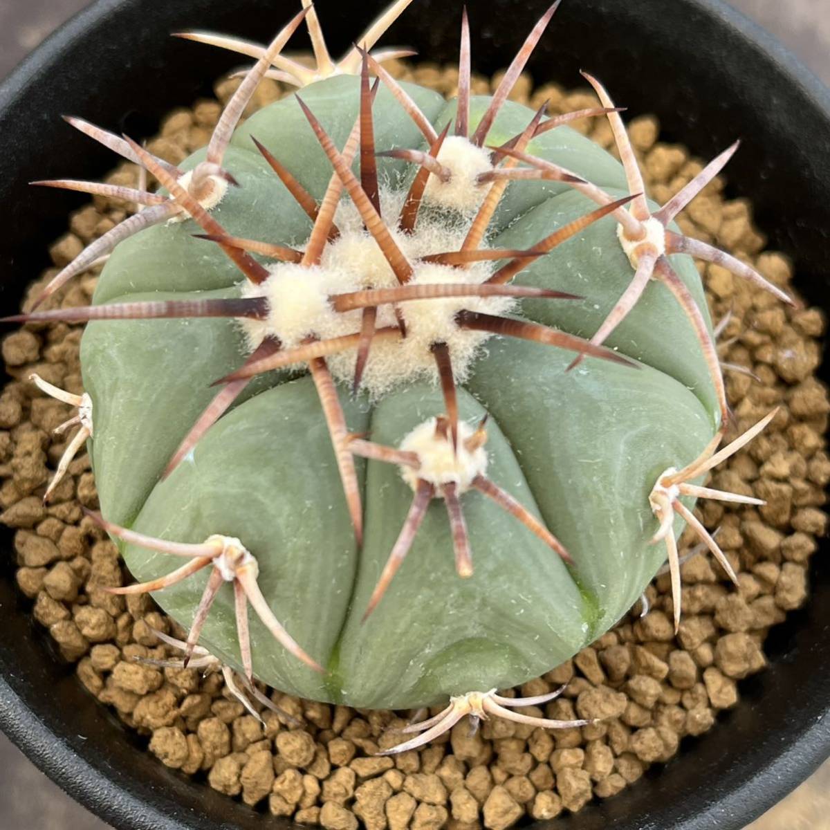 エキノカクタス サボテン 花王丸 Echinocactus | horizonthalonius