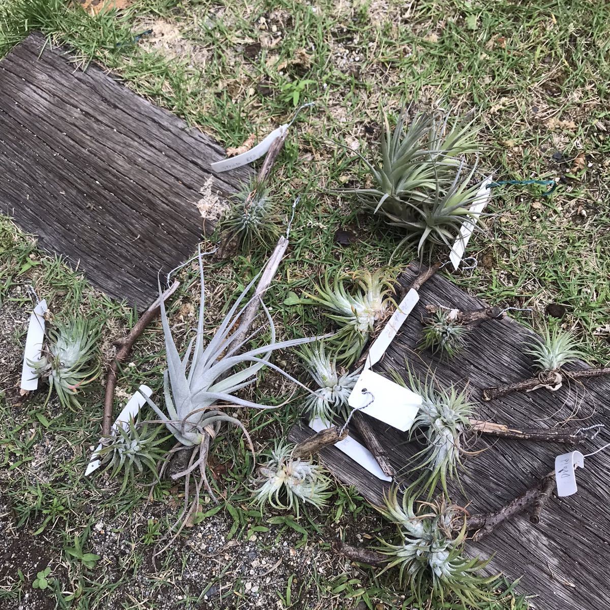 【定番人気，お得】 Tillandsia ionantha 12株セット チランジア(アナナス)｜売買されたオークション情報、yahooの商品情報をアーカイブ公開 - オークファン アナナス