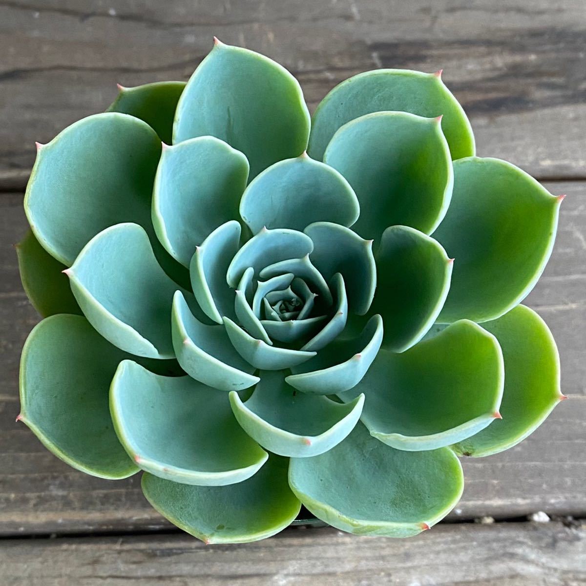 多肉植物＊七福神＊エケベリア＊2.5寸ポット＊716_1