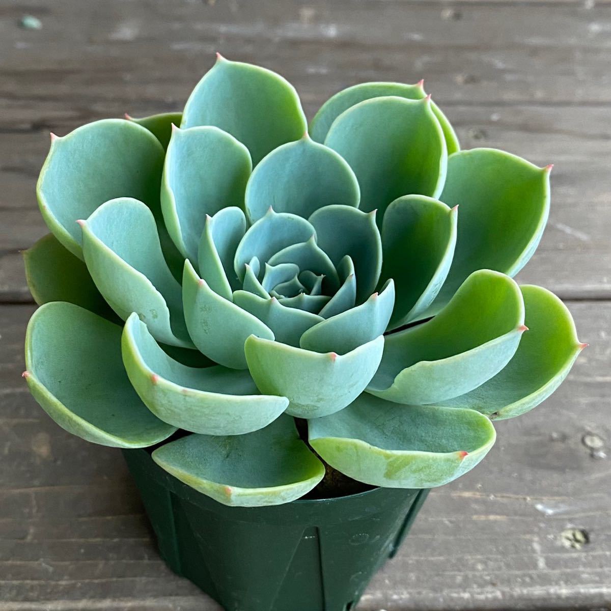 多肉植物＊七福神＊エケベリア＊2.5寸ポット＊716_2