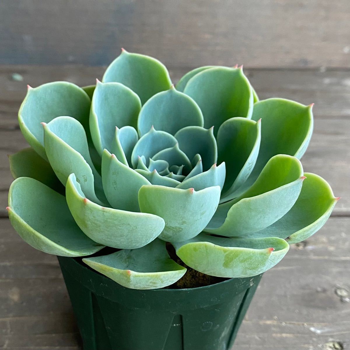 多肉植物＊七福神＊エケベリア＊2.5寸ポット＊716_3