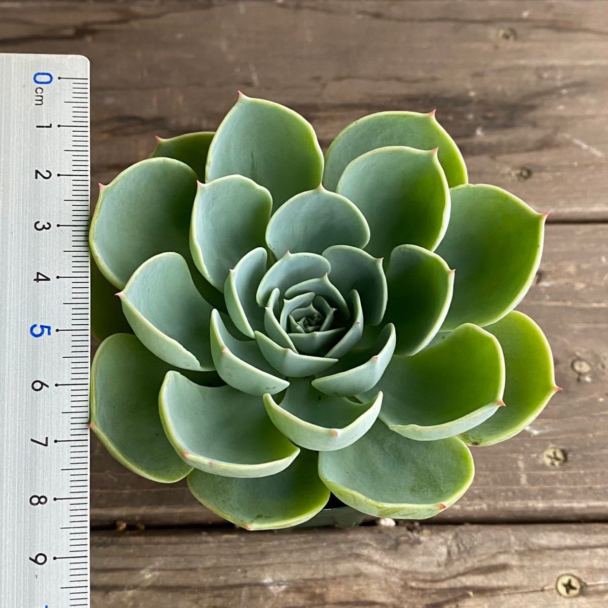 多肉植物＊七福神＊エケベリア＊2.5寸ポット＊716_4