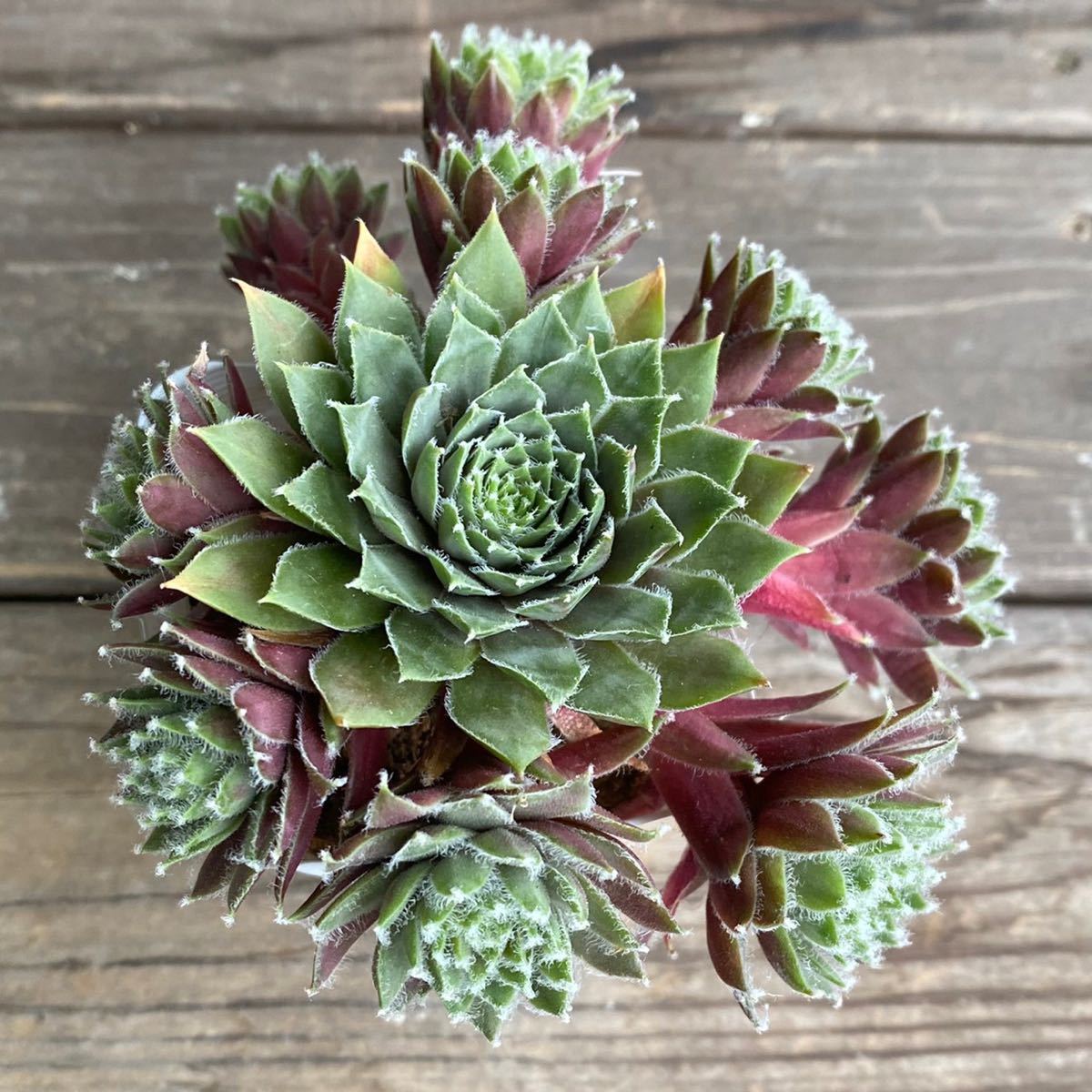 多肉植物＊バニラシフォン②＊斑入り＊センペルビウム＊2.5寸ポット＊716_1