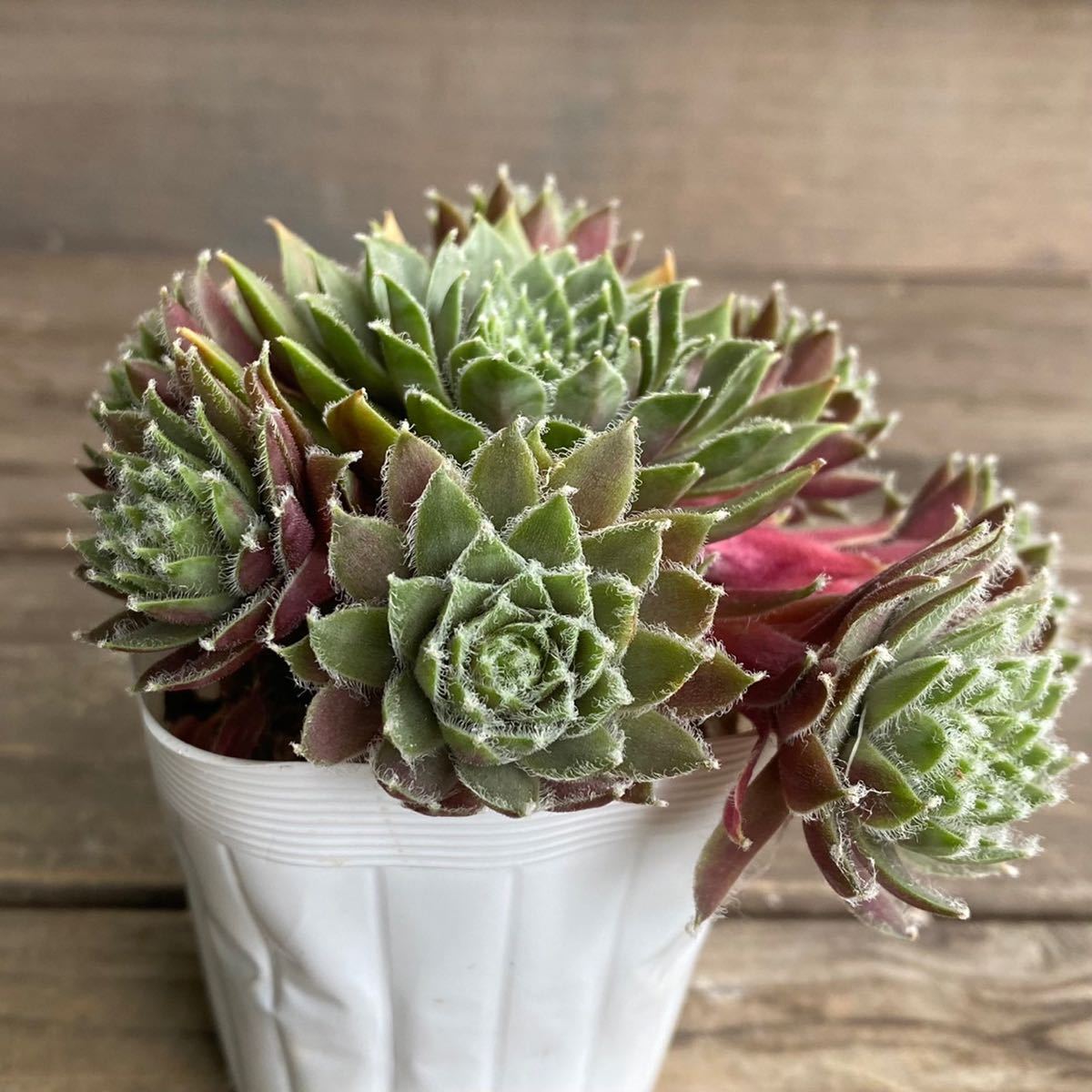 多肉植物＊バニラシフォン②＊斑入り＊センペルビウム＊2.5寸ポット＊716_2