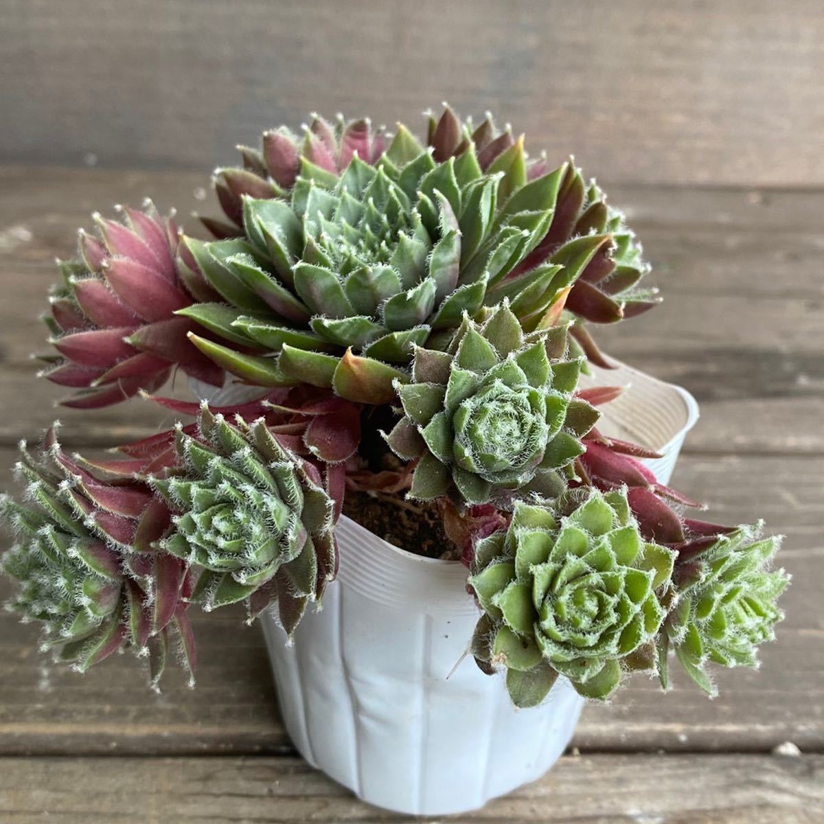 多肉植物＊バニラシフォン②＊斑入り＊センペルビウム＊2.5寸ポット＊716_3