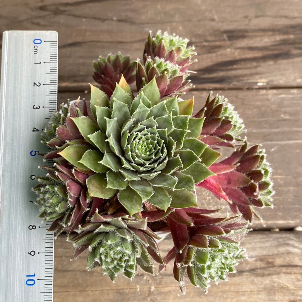 多肉植物＊バニラシフォン②＊斑入り＊センペルビウム＊2.5寸ポット＊716_4