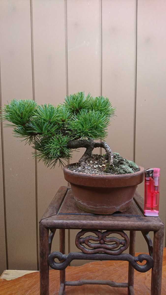 盆栽 五葉松 樹高14cm 盆栽 小品盆栽 那須五葉松 葉性が良い 高級盆栽 約