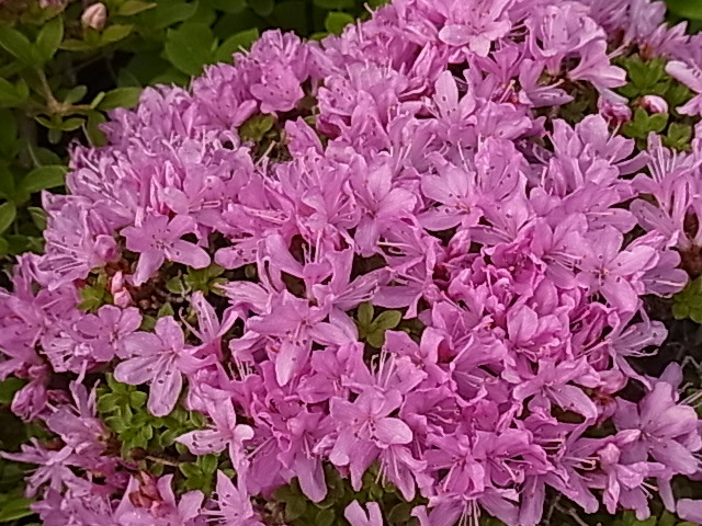 M6【島田一号 八房ミヤマキリシマ】☆高山植物☆山野草☆盆栽☆深山