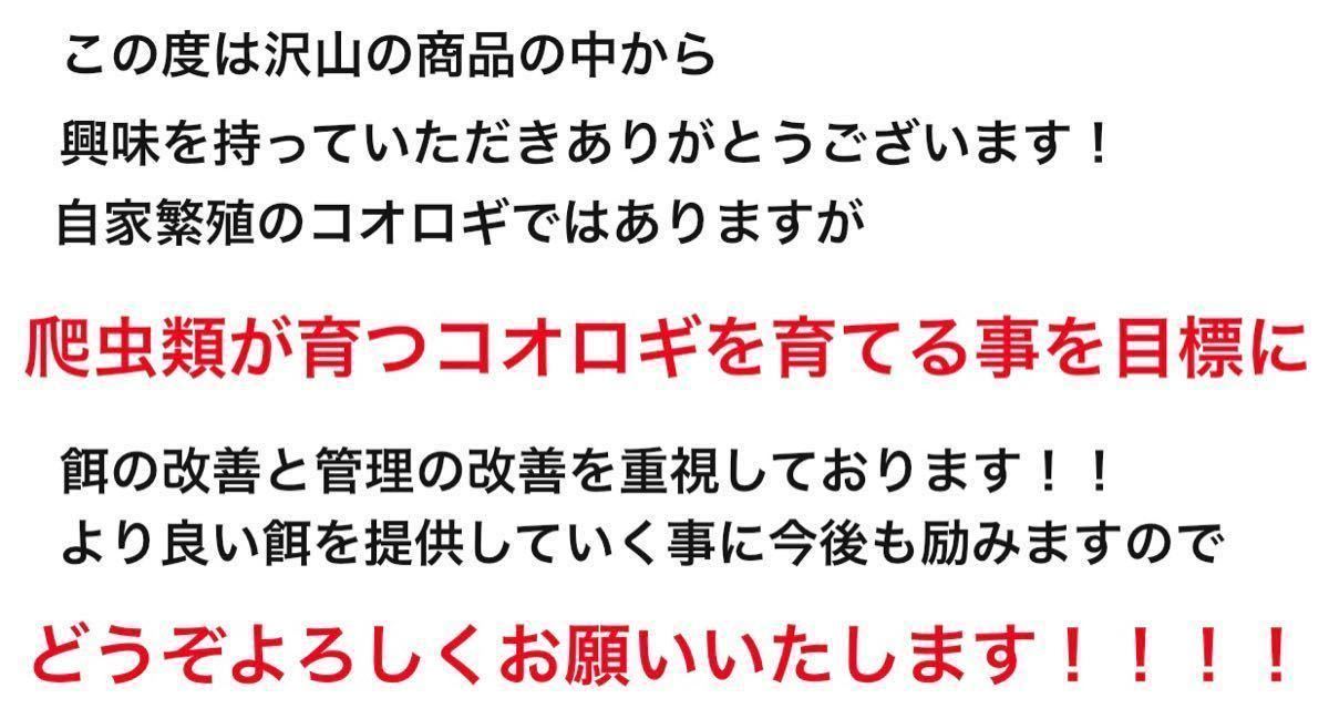 冷凍イエコML3300匹1kg（冷凍コオロギ） 冷凍イエコML約3000匹1kg冷凍