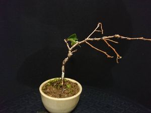 十月桜の値段と価格推移は 19件の売買情報を集計した十月桜の価格や価値の推移データを公開