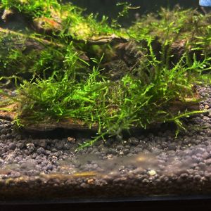 ウィローモス流木活着の値段と価格推移は 4件の売買情報を集計したウィローモス流木活着の価格や価値の推移データを公開