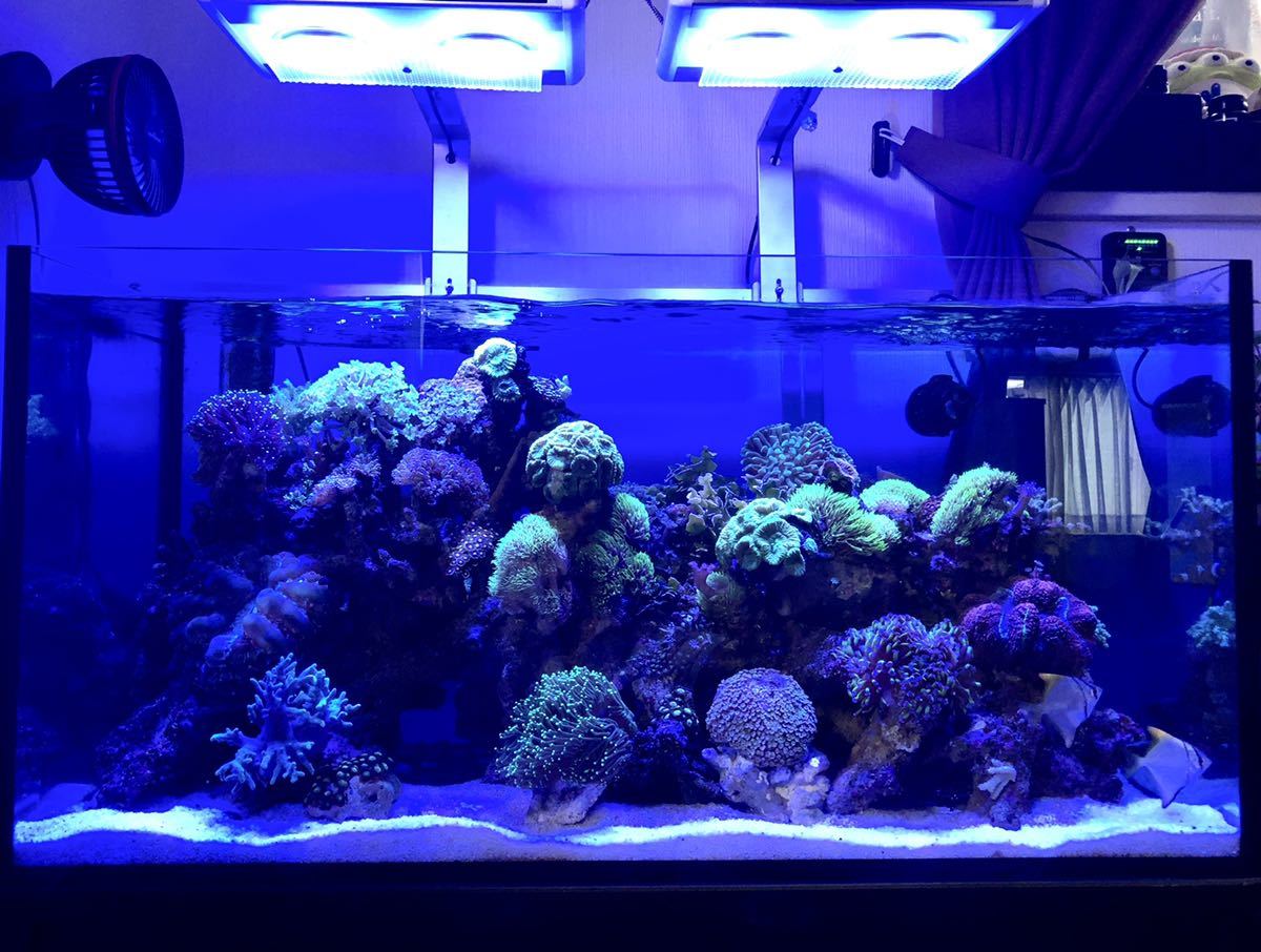NEMO T140 株式会社マーフィード LIGHT 徹底解説NEMOLIGHT T140製品 