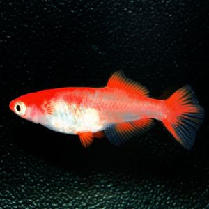 幹之 メダカのヤフオク の相場 価格を見る ヤフオク の幹之 メダカのオークション売買情報は2 959件が掲載されています