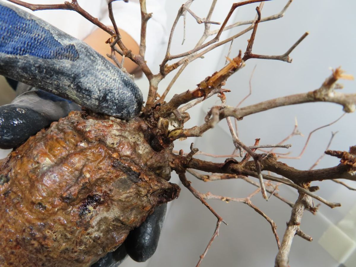 ケ1403 「人気のミニパキプス」オペルクリカリア パキプス 抜き苗【7