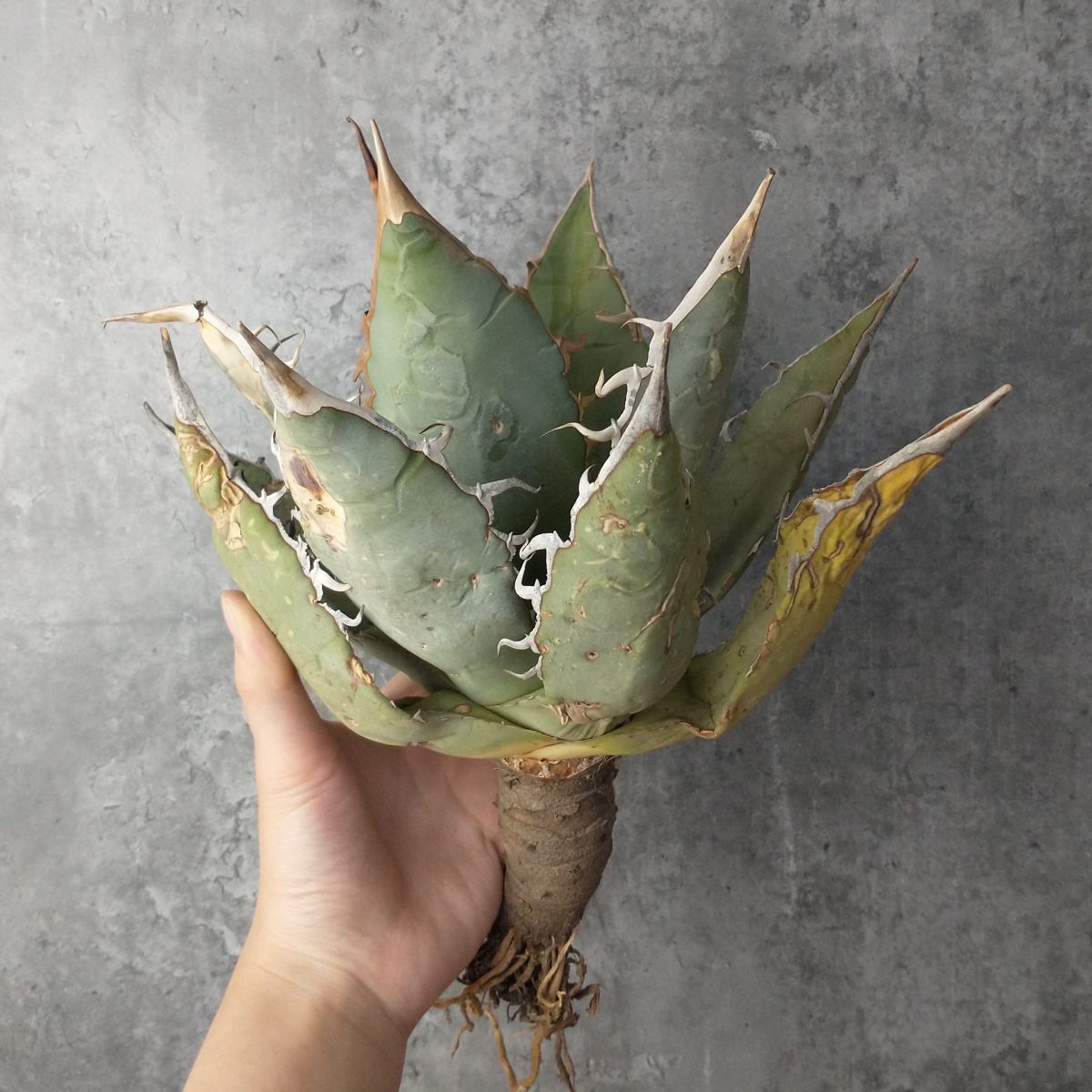 アガベ 産 オテロイ ' F10716SS級極上！！超希少個体オアハカ agave