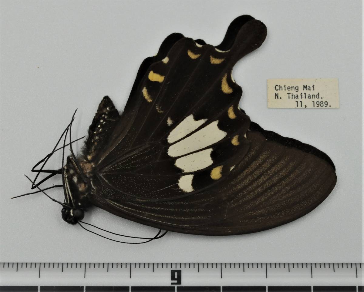 19年2月の値段と価格推移は 1 122件の売買情報を集計した19年2月の価格や価値の推移データを公開