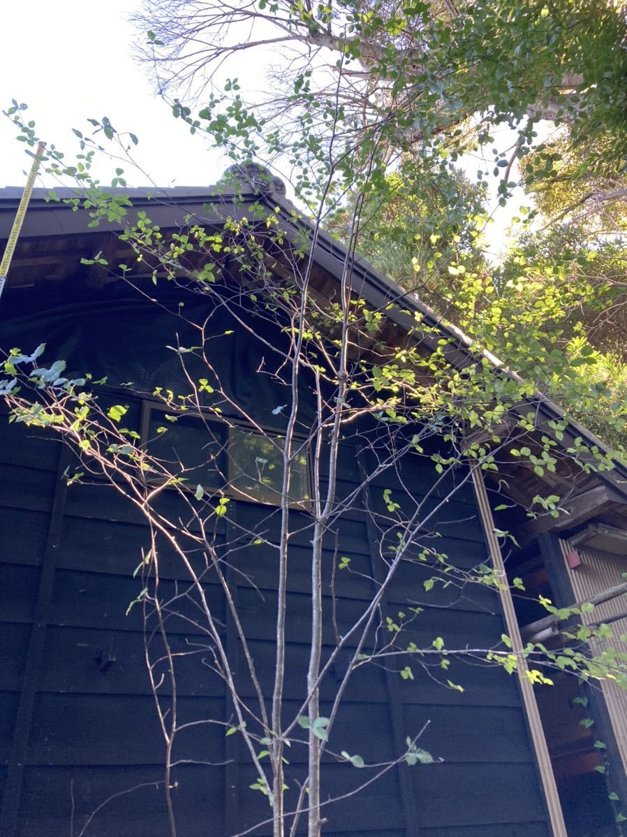 3 山採り　アズキナシ 3 山採り アズキナシ