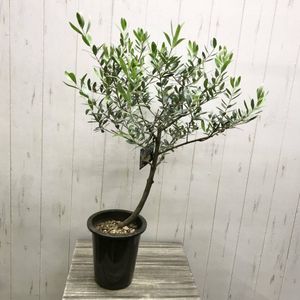 オリーブの木のヤフオク の相場 価格を見る ヤフオク のオリーブの木のオークション売買情報は65件が掲載されています