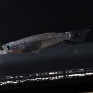 流星メダカの値段と価格推移は 6件の売買情報を集計した流星メダカの価格や価値の推移データを公開