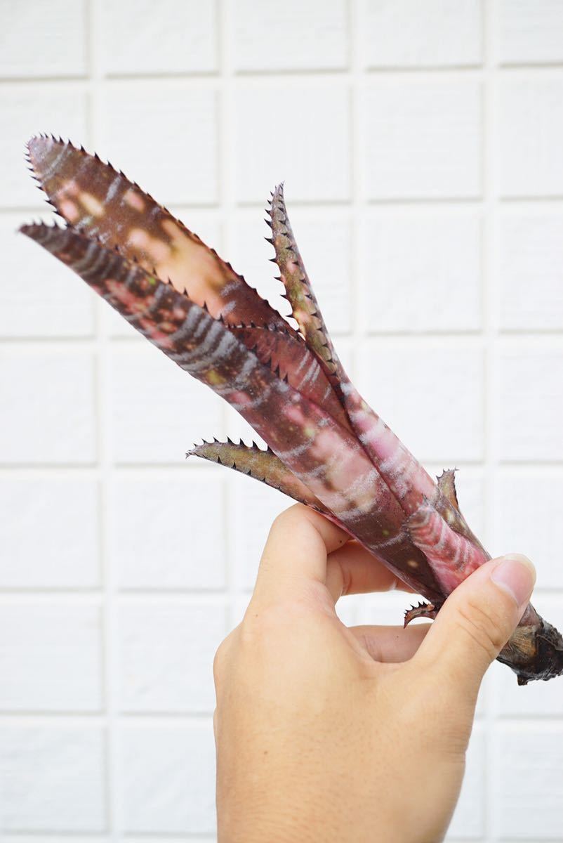 ビルベルギア - ブロメリア Yahoo!オークション Billbergia zipline
