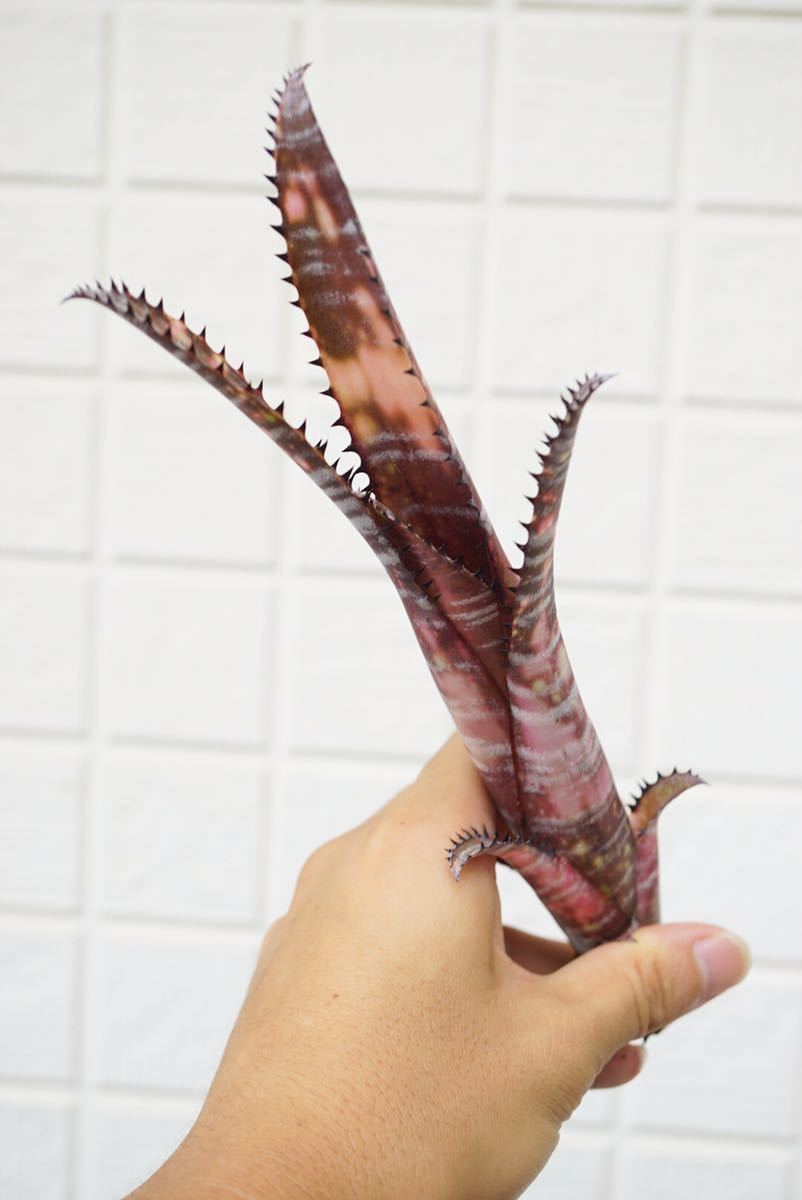 ビルベルギア - ブロメリア Yahoo!オークション Billbergia zipline