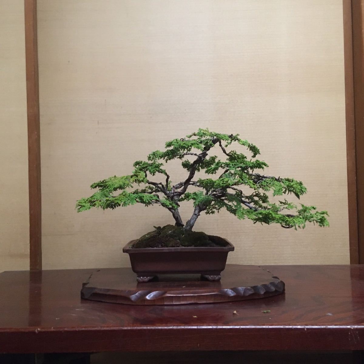 盆栽 もみじ 楓 幹太 古木大品