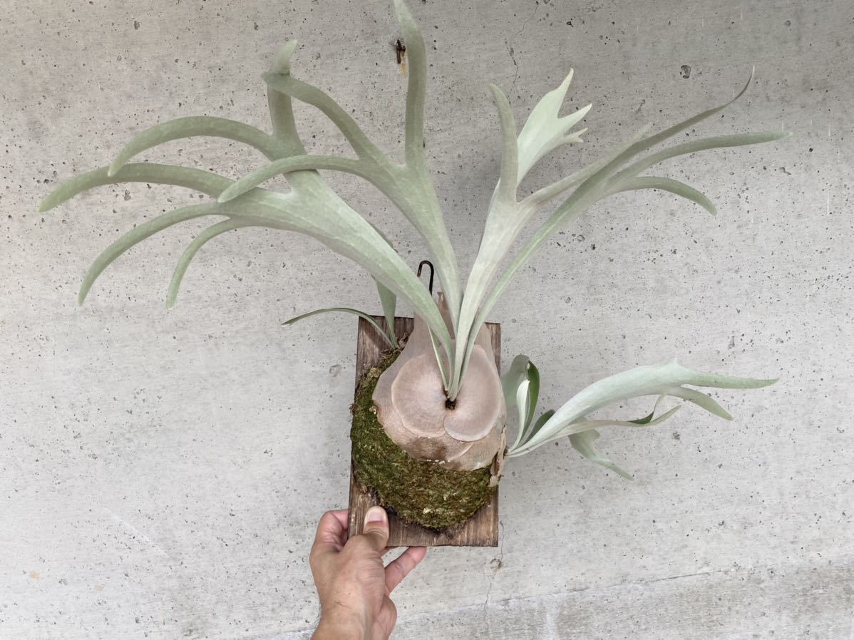 P Veichii Wild 子株付き ビカクシダ コウモリラン ビカクシダ コウモリラン 売買されたオークション情報 Yahooの商品情報をアーカイブ公開 オークファン Aucfan Com