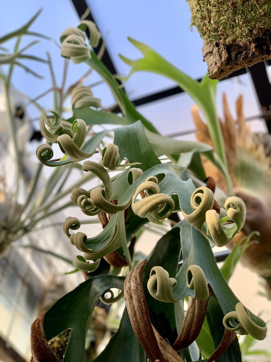 Platycerium. 'Foong SiQi' Sporeling ⁄