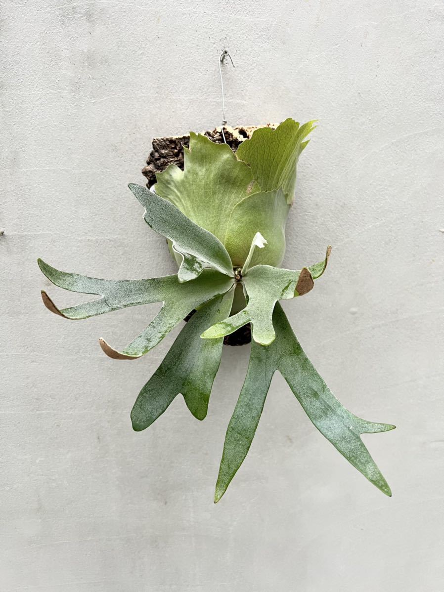 Platycerium. 'Foong SiQi' Sporeling ⁄