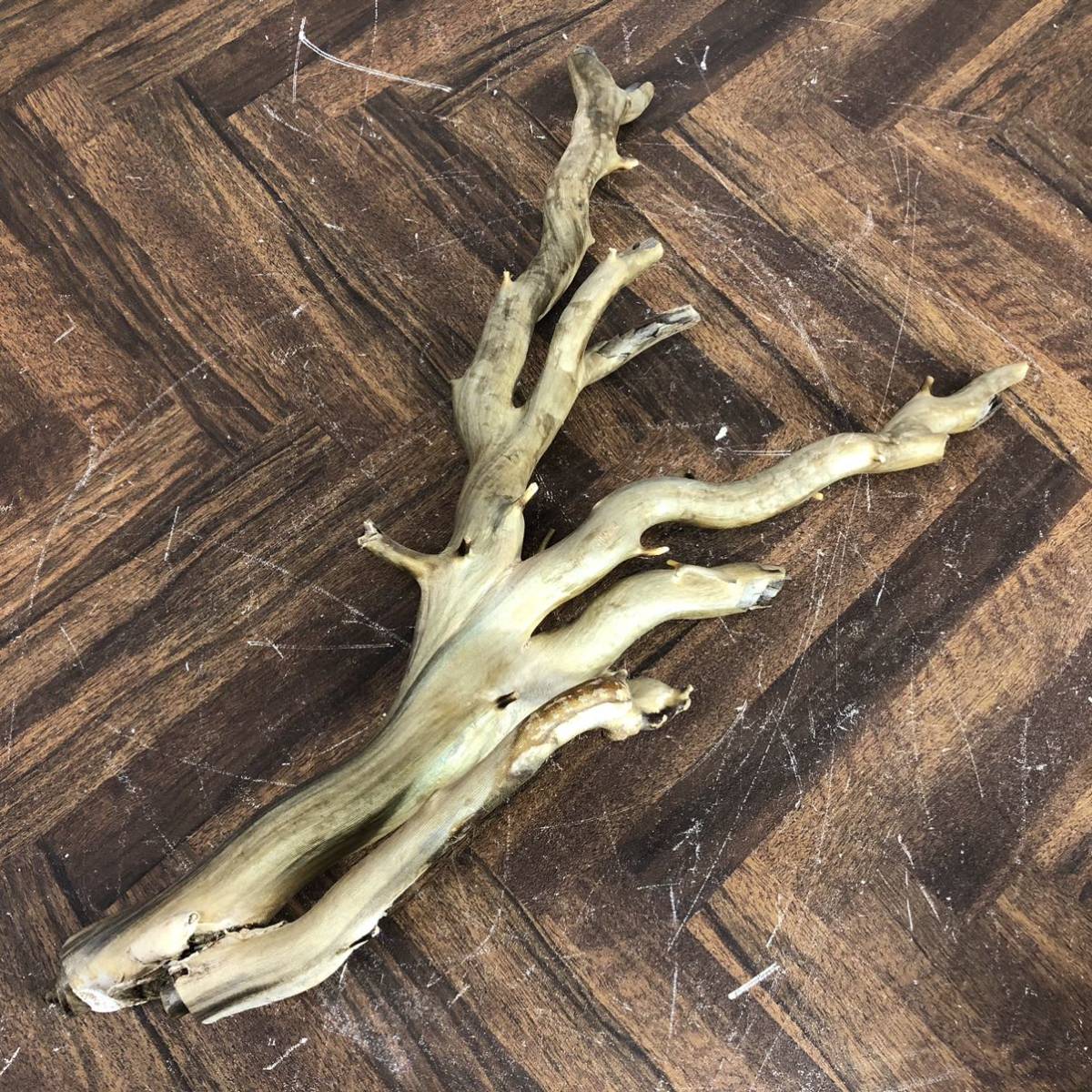 深海松 珊瑚 レインボーコーラル 全長約60cm 重量約1.85kg 虹色 サンゴ 