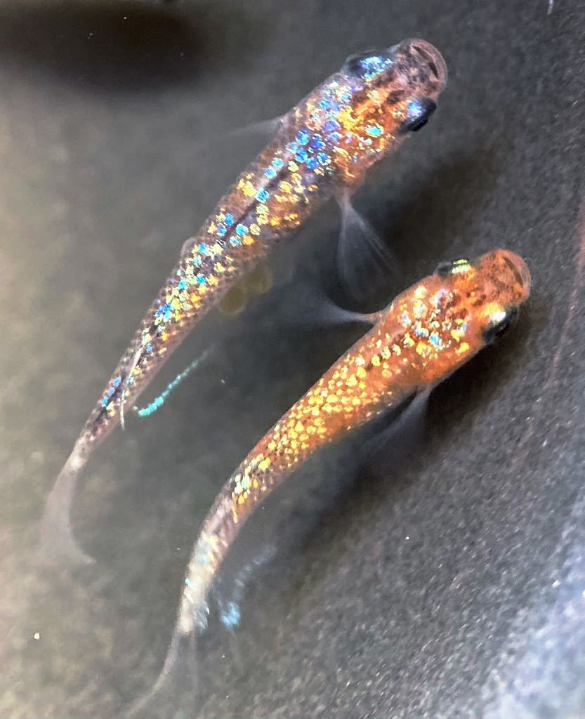 メダカ　シンヘイキ(道三めだかさん直系)　２ペア 翔メダカ）ヒミツヘイキ 2ペア 産卵中〔忘却の翼×ラメ王〕 道三めだか