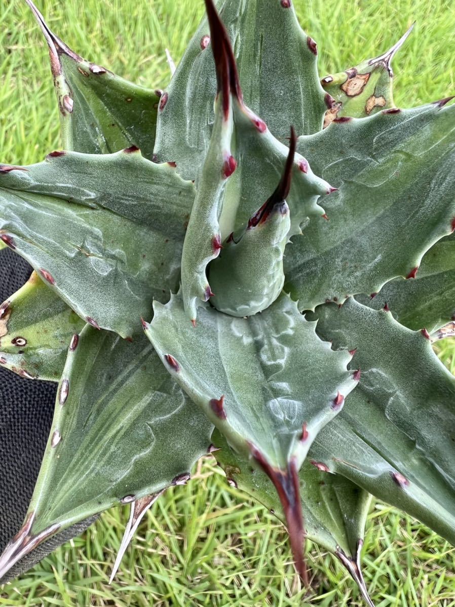 必見】AGAVE アガベ モンタナ ライムフラッシュ 斑入り Agave montana