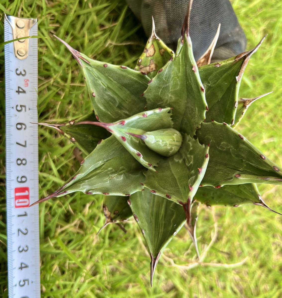 必見】AGAVE アガベ モンタナ ライムフラッシュ 斑入り Agave montana